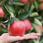 Banyak Manfaat Apel Hijau bagi Kesehatan yang perlu Anda ketahui Buah Apple Manfaat