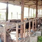 Kota Palangka Raya Perketat Pengawasan Hewan Kurban 42ce377c-0e18-4245-93af-4f83503131b1-660×330