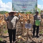 Pemprov Kalteng Genjot Produksi Jagung, Targetkan 15 Ribu Hektare Lahan Tanam Screenshot_20250606_123252_Facebook