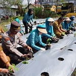 Pemanfaatan Pekarangan Jadi Langkah Strategis Kemandirian Pangan WhatsApp-Image-2025-08-12-at-5.29.29-AM-768×511